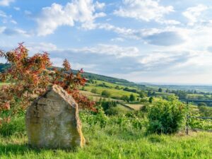 Panoramablick über die Reben